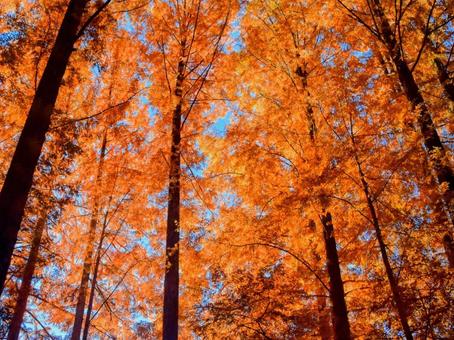 メタセコイアの紅葉の写真
