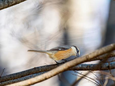 枝にとまるモズ・百舌鳥 枝にとまるモズ・百舌鳥の写真