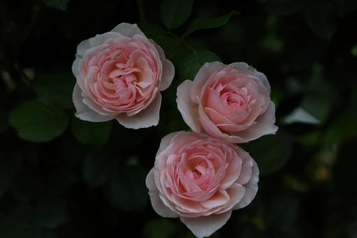 暗闇に浮かぶ三輪のピンクのバラ バラ,薔薇,ピンクの写真素材