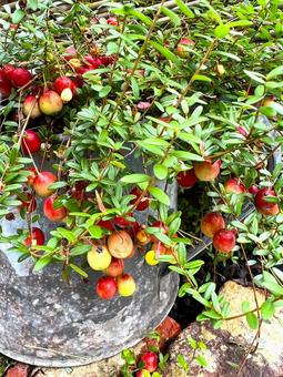 クランベリー クランベリー,ベリー,実の写真素材