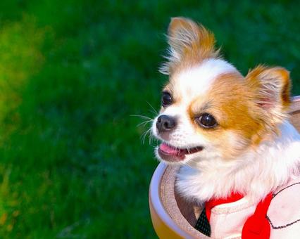 チワワンコ チワワンコ 犬,動物,ペットの写真素材