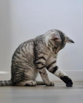 おもちゃで遊ぶアメショ風子猫 おもちゃで遊ぶアメショ風子猫 かわいい,子猫,アメショの写真素材