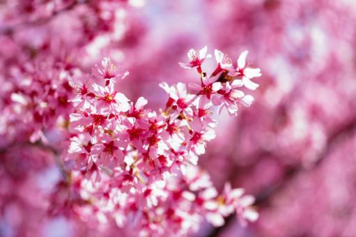 春の桜 春の桜の写真
