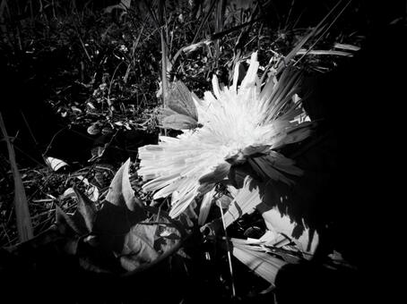 光に浮かぶタンポポと蝶-モノクロ 蝶,モノクロ,花の写真素材