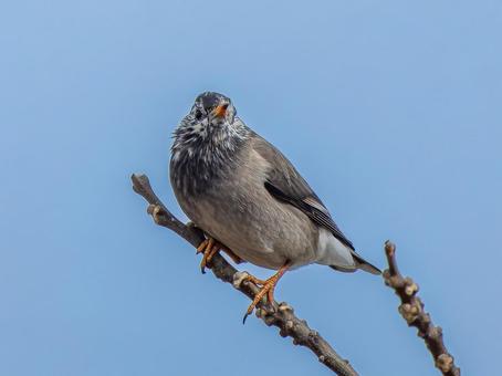 枝にとまるムクドリ 枝にとまるムクドリ ムクドリ,椋鳥,野鳥の写真素材