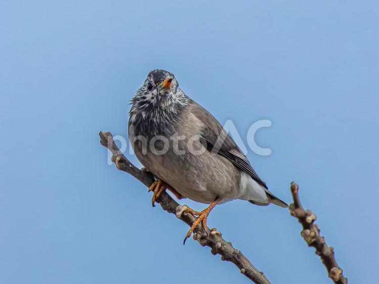 枝にとまるムクドリ ムクドリ,椋鳥,野鳥の写真素材