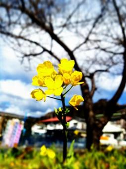 春の訪れ 春の訪れの写真