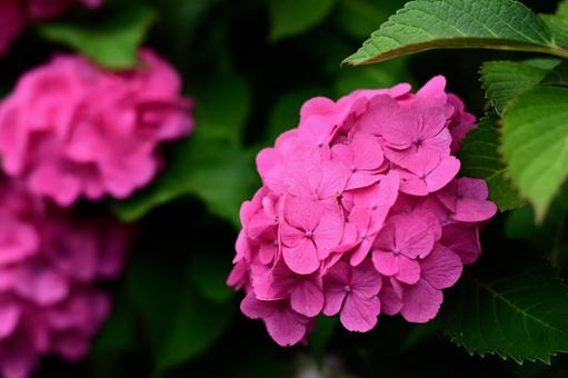Pink Hydrangea 01, JPG