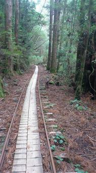 トロッコ道 トロッコ道 鹿児島県,屋久島,廃線の写真素材