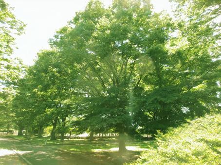 長野県-信濃国分寺跡史跡公園 長野県-信濃国分寺跡史跡公園の写真