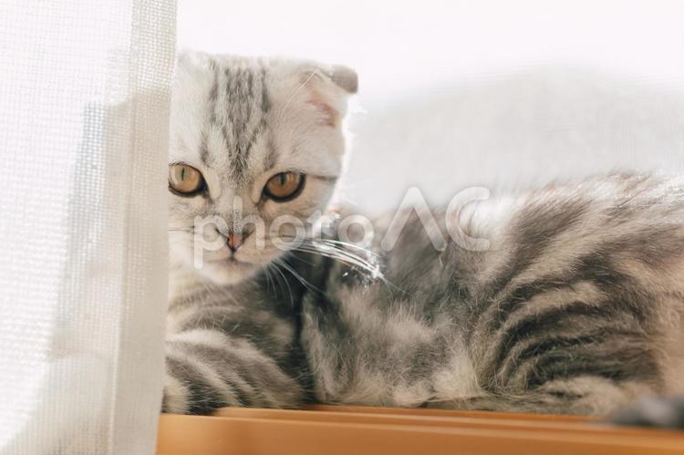 陽射しに包まれる仔猫１ 仔猫,猫,スコティッシュフォールドの写真素材