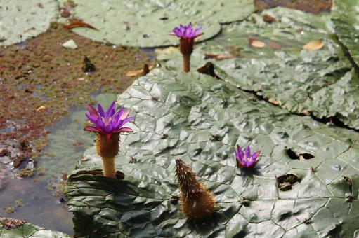 オニバス　咲く風景 オニバス,水生植物,浮水性水草の写真素材