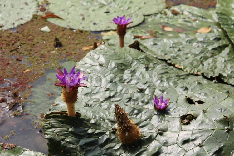 オニバス　咲く風景 オニバス,水生植物,浮水性水草の写真素材