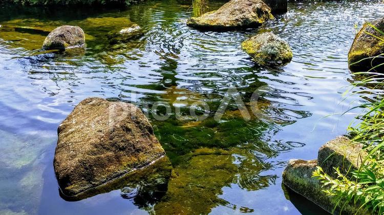 池に潜む大きな亀の頭のような石 夏,自然,亀の写真素材