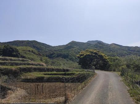 春日の棚田 春日の棚田 あぜ道,春日,棚田の写真素材
