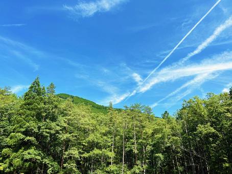 青空と新緑の木々 青空と新緑の木々 空,新緑,青空の写真素材