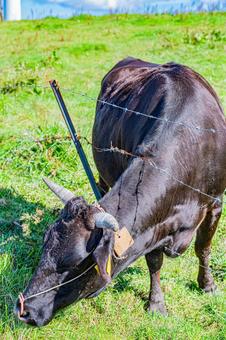 四国地方　四国カルスト台地の風景 牛,カルスト台地,四国の写真素材