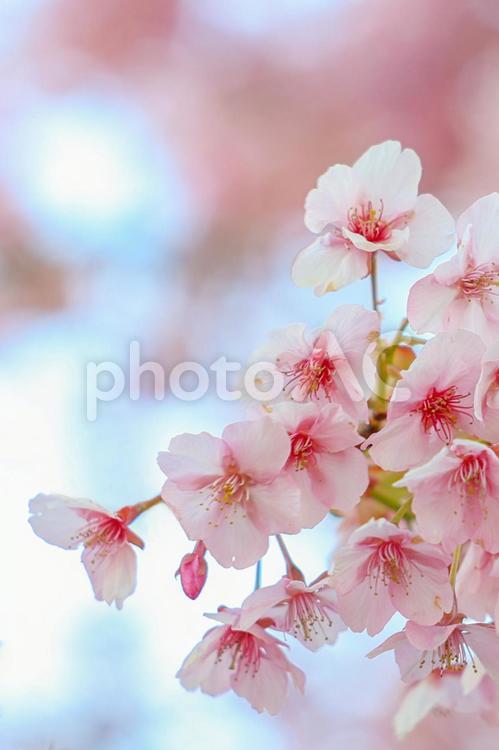 満開の河津桜　春の訪れ 春,桜,河津桜の写真素材