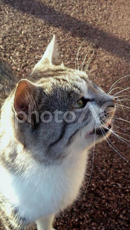 夕暮れと野良猫 ねこ,グレー,ネコの写真素材
