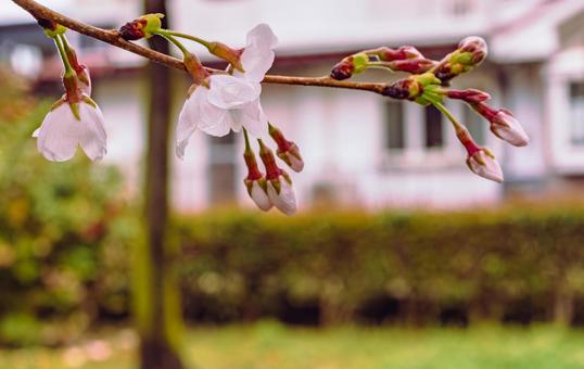 ソメイヨシノ桜ー56 ソメイヨシノ桜ー56の写真