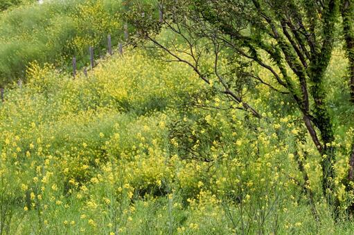 斜面に咲く菜の花 菜の花,斜面,土手の写真素材
