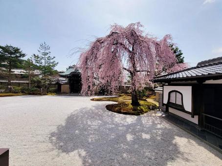 高台寺の桜 高台寺の桜の写真