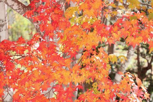 紅葉 紅葉の写真