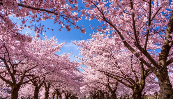 桜 桜の写真