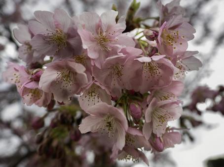 河津桜が咲きはじめた 河津桜が咲きはじめたの写真