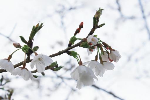 暖かな春の風を感じて開く桜の花 暖かな春の風を感じて開く桜の花 桜,さくら,花見の写真素材