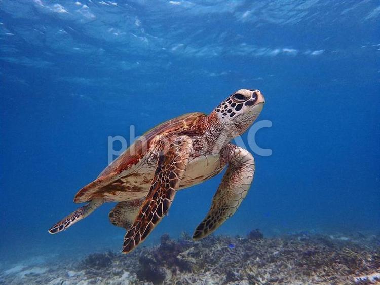 宮古島のアオウミガメ１０ ウミガメ,アオウミガメ,海の写真素材