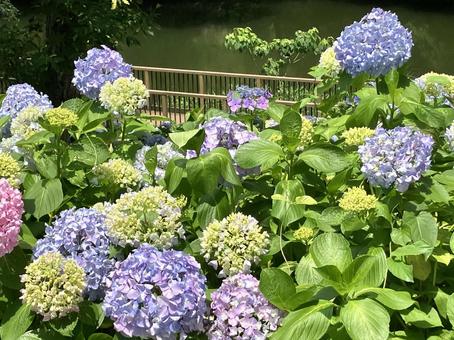 紫陽花 色とりどり 紫陽花 色とりどり あじさい,自然,6月の写真素材