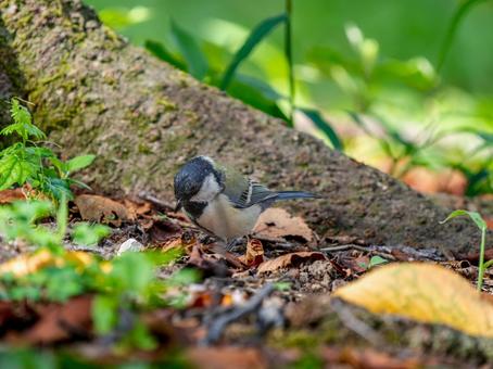 地面を歩くシジュウカラの写真