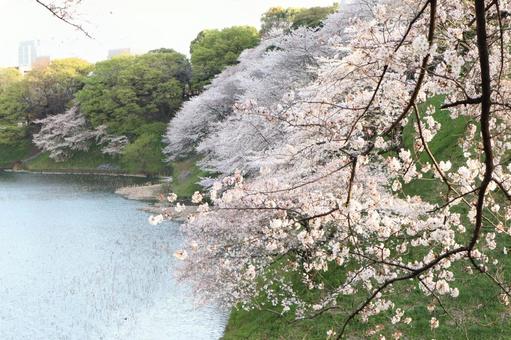 川沿いの桜の写真