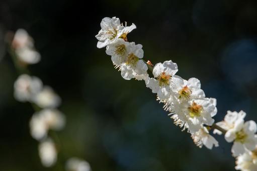 北摂の梅林 北摂の梅林の写真