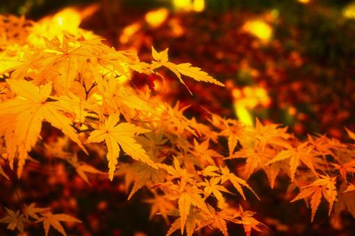 紅葉 モミジ,キレイ,もみじの写真素材