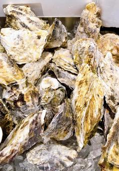 殻付き牡蠣 殻付き牡蠣,牡蠣,和食の写真素材