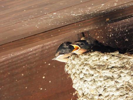 親鳥を待つツバメのヒナ ツバメ,野鳥,動物の写真素材