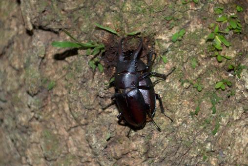 クワガタムシ クワガタムシ クワガタムシ,クワガタ,昆虫の写真素材