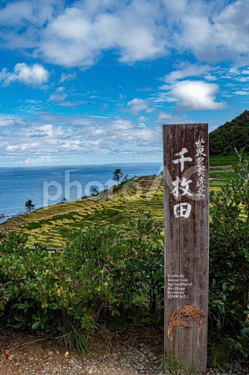 能登　白米千枚田 白米千枚田,日本の棚田百選,世界農業遺産の写真素材