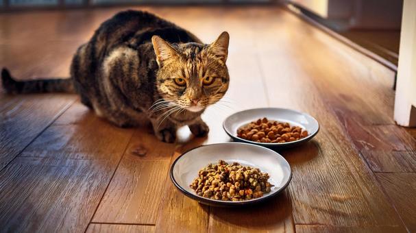 猫とフード 猫とフードの写真
