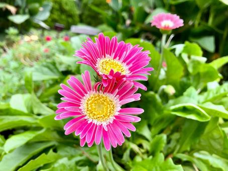 ピンクのガーベラ ピンクのガーベラ ガーベラ,花,ピンクの写真素材