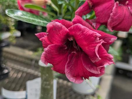 Photo, adenium, roses in the sky, flower, 