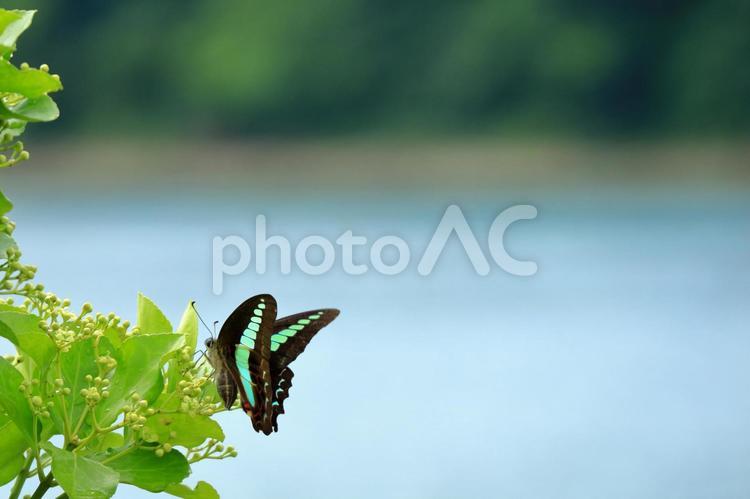 アオスジアゲハチョウと海 ちょう,アオスジアゲハ,アゲハの写真素材