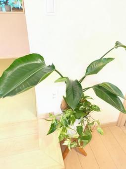 観葉植物　オーガスタ8号鉢ポトス寄せ植え 観葉植物,オーガスタ,リビングの写真素材