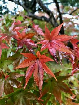 雨上がりの紅葉 紅葉,秋,もみじの写真素材