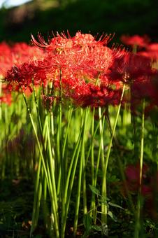 赤ち緑の配色が美しいヒガンバナの写真