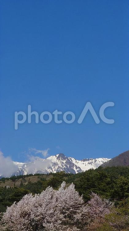 長野県-残雪の中央アルプスと桜 駒ケ岳sa,サービスエリア,中央アルプスの写真素材