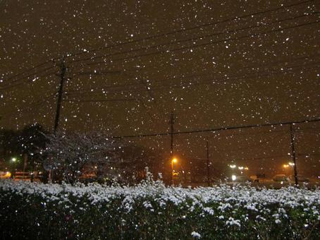 夜の雪のボケ背景-3 夜の雪のボケ背景-3の写真