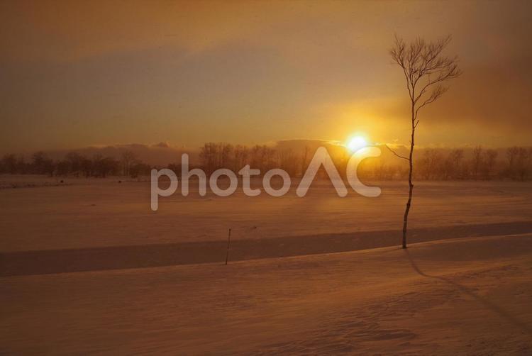 夕焼け空と木 自然,風景,雪風の写真素材